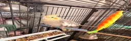 Cockatiels birds for sale: Male & female cockatiel in Cambridge - Advert 3