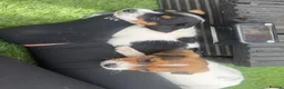 Jack Russell dogs for sale: 5 beautiful Jack Russell puppies  in Wickford - Advert 12
