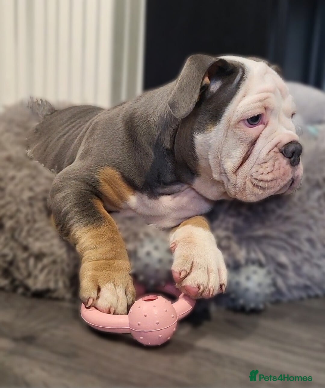 Olde English Bulldogge dogs for sale: Olde English Bulldog Female  - Advert 10