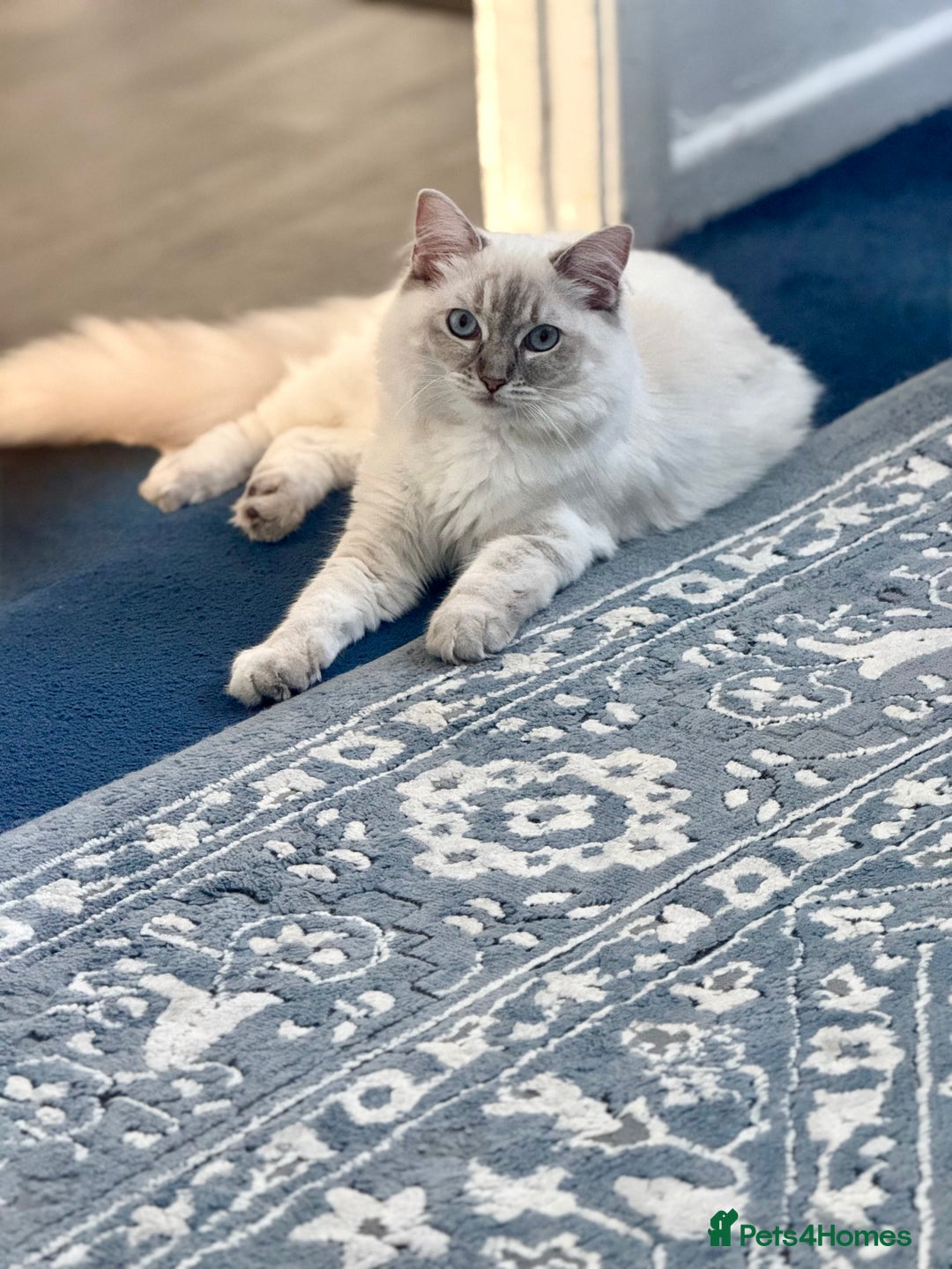 Ragdoll cats for sale: Ragdoll kitten for sale - Image 10