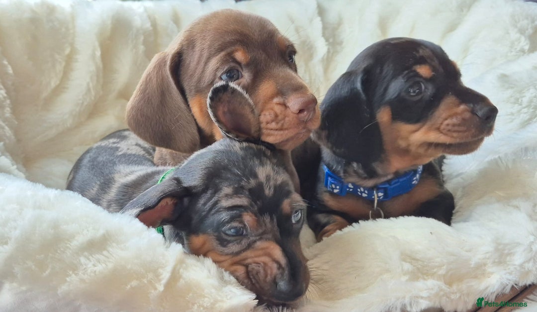 Miniature Dachshund dogs for sale: Stunning Pedigree Miniature Dachshund pups  - Image 1