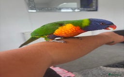 Lorikeets birds for sale: Female rainbow lorikeet - Image 5