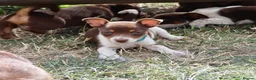 Jack Russell dogs for sale: Mini Jack Russel Terriers - Advert 20