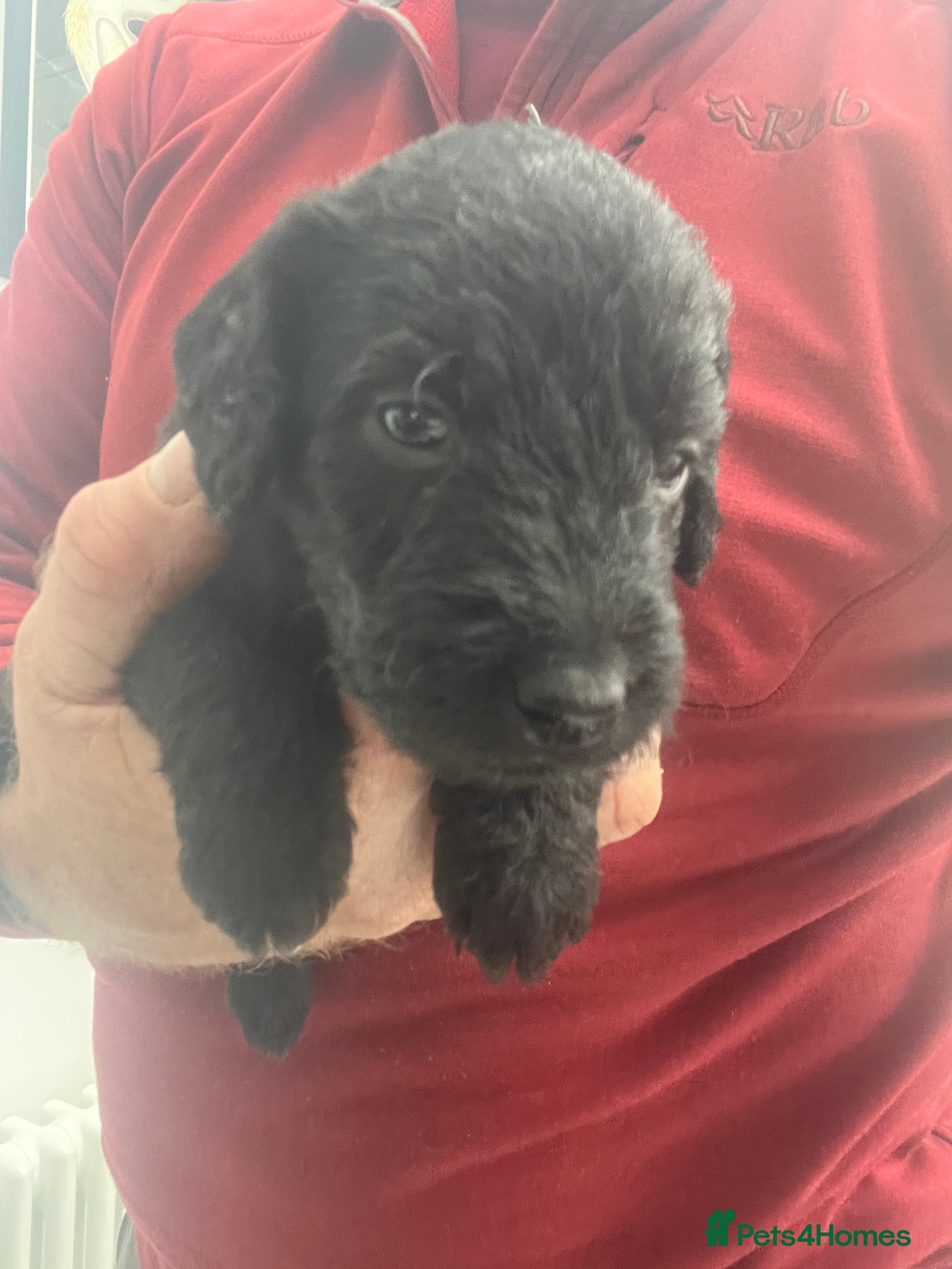 Bedlington Terrier dogs KC Registered Bedlington Terrier Puppy - Advert 2