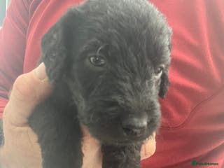 Bedlington Terrier dogs KC Registered Bedlington Terrier Puppy - Advert 2