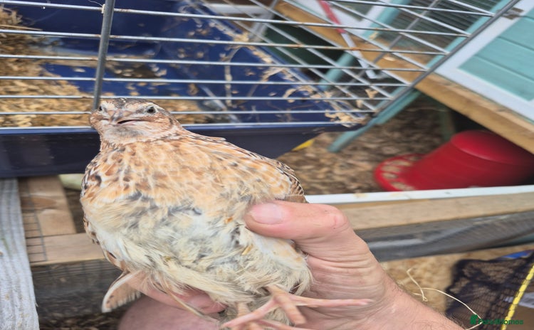 Mixed Breed birds for sale - Advert 2