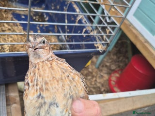 Mixed Breed birds - Advert 25