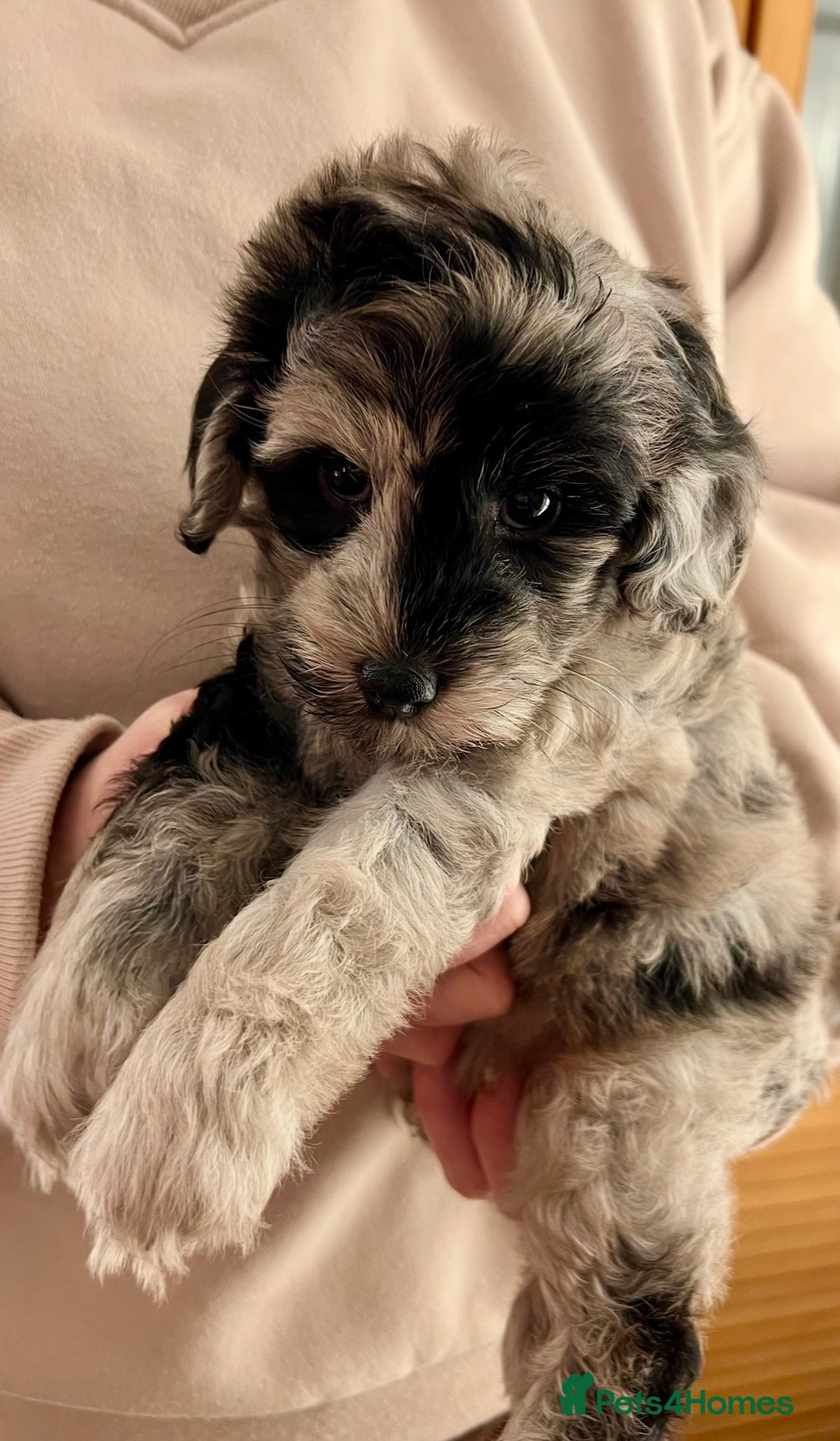 Labradoodle dogs for sale: F1b Labradoodles, Miniature Health tested parents - Advert 25