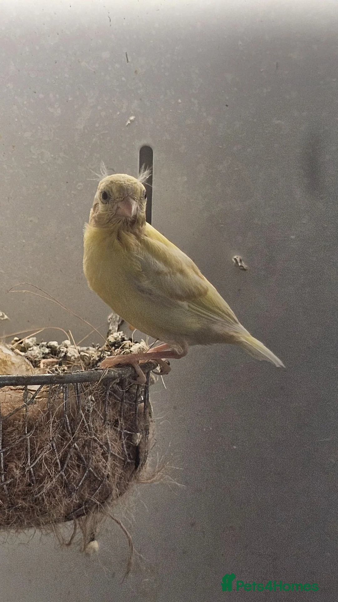 Canaries birds for sale: Canaries for sale  - Advert 2
