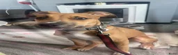 Mixed Breed dogs for sale: Greyhound/Lurcher Cross URGENT REHOMING in Manchester - Advert 3