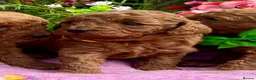 Miniature Poodle dogs for sale: Top Quality, Deep Red, KC Mini Poodles.  - Advert 12