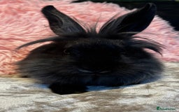 Mixed Breed rabbits for sale: Netherland dwarf and lionhead mixed bunnies - Image 19