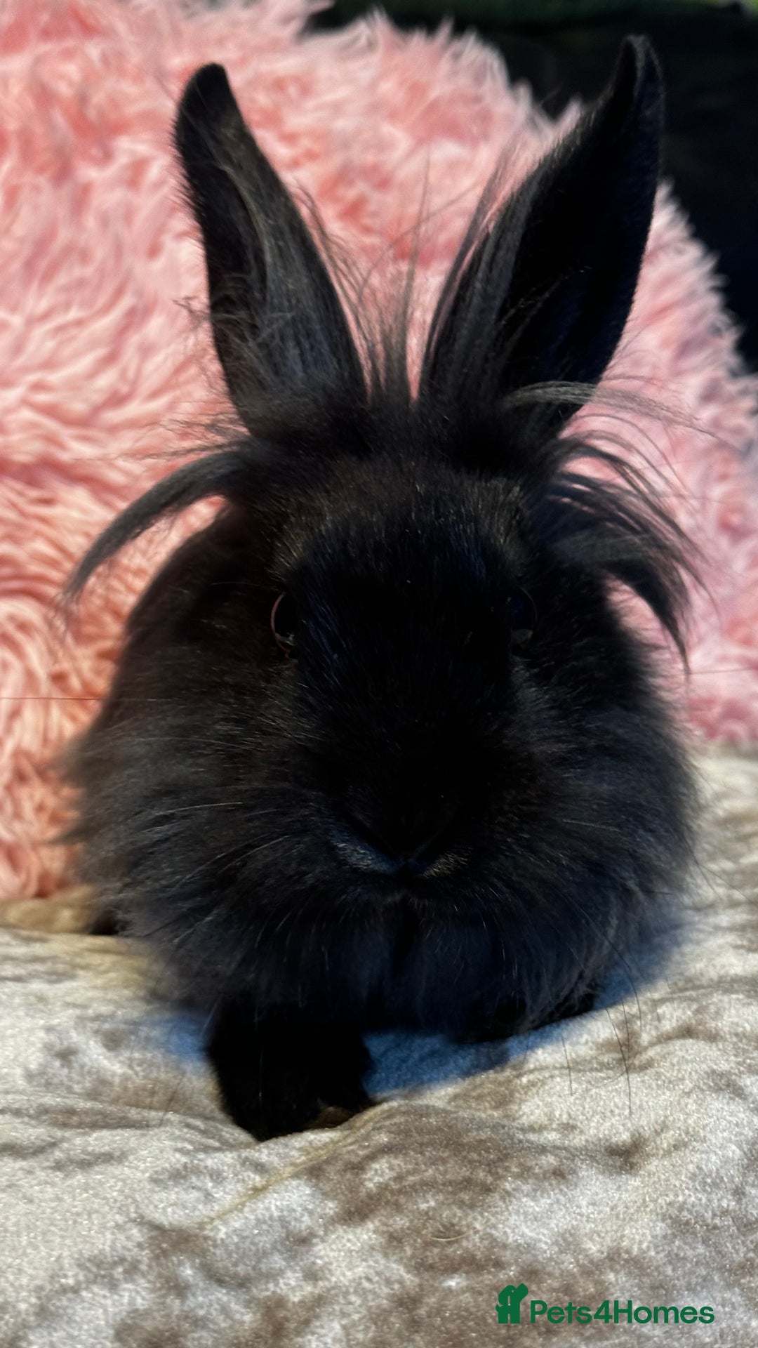 Mixed Breed rabbits for sale: Netherland dwarf and lionhead mixed bunnies - Image 19