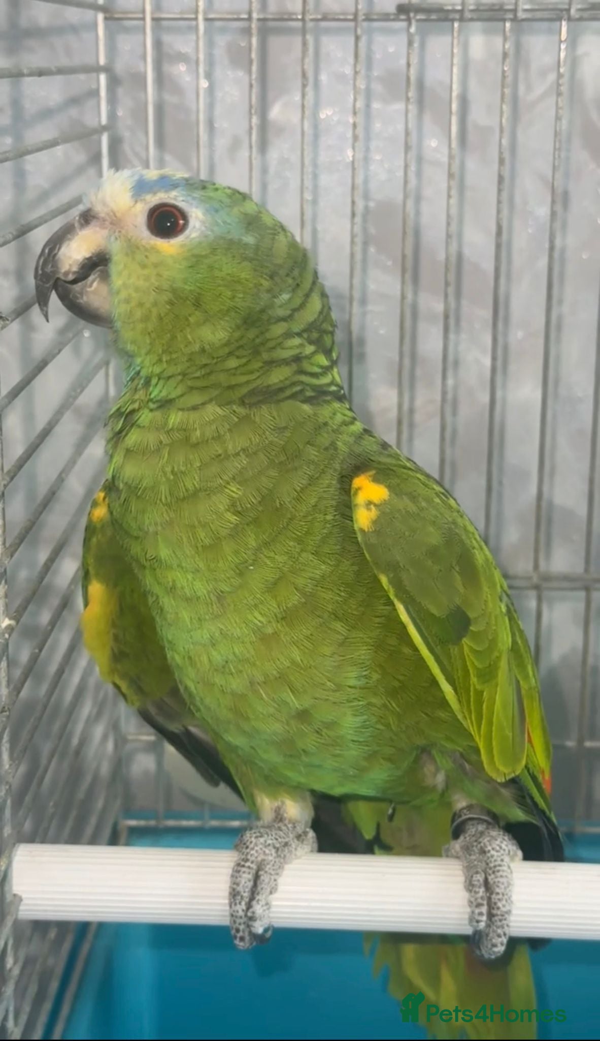 Parrots birds for sale: Amazon Parrots (Blue Fronted Male / Orange Wing) in Altrincham - Advert 10