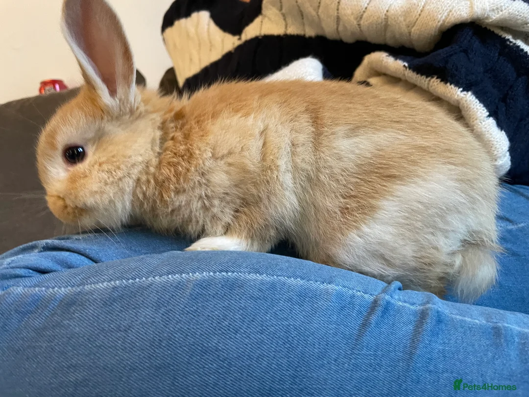 Mixed Breed rabbits for sale: 3 mixed breed rabbits available - Advert 4