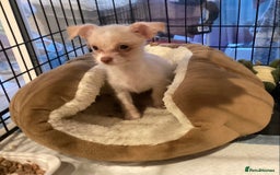 Chihuahua dogs for sale: Chihuahua babies ready now - Image 6
