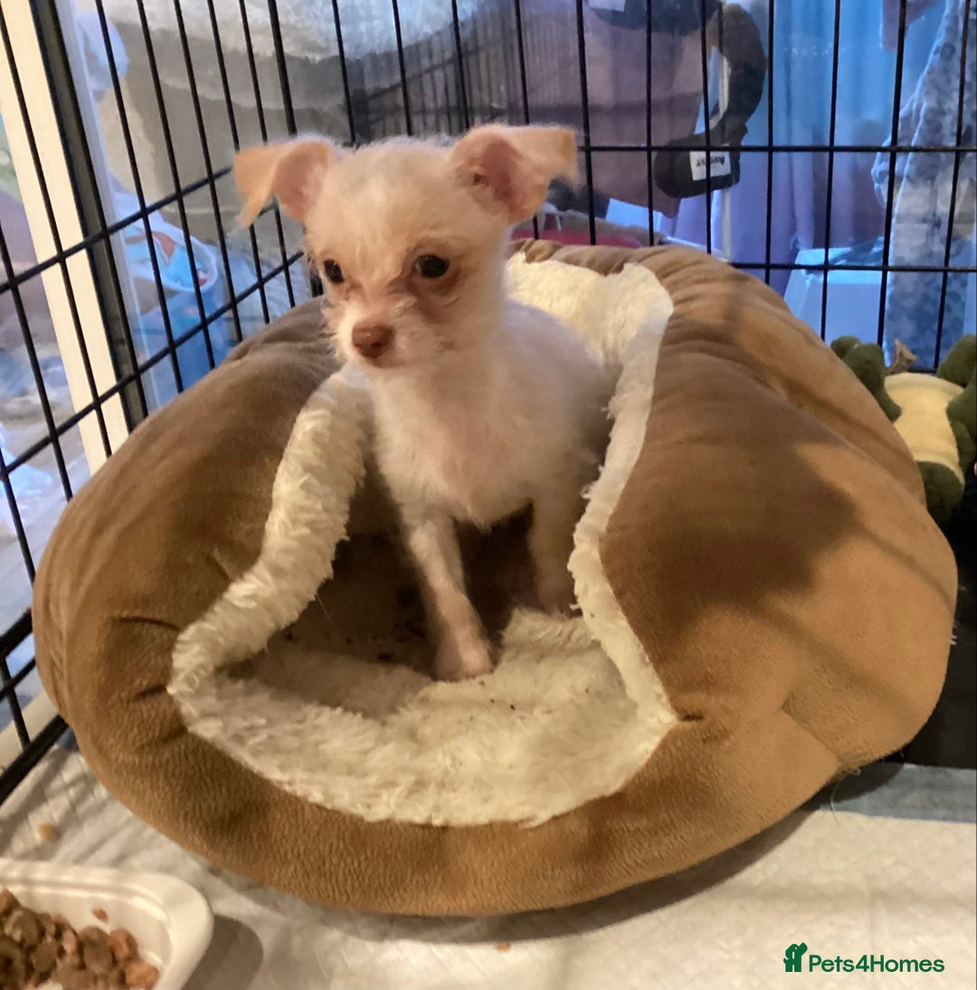 Chihuahua dogs for sale: Chihuahua babies ready now - Image 6
