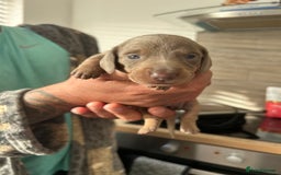 Dachshund dogs for sale: Isabelle and tan dachshund pups  - Image 1