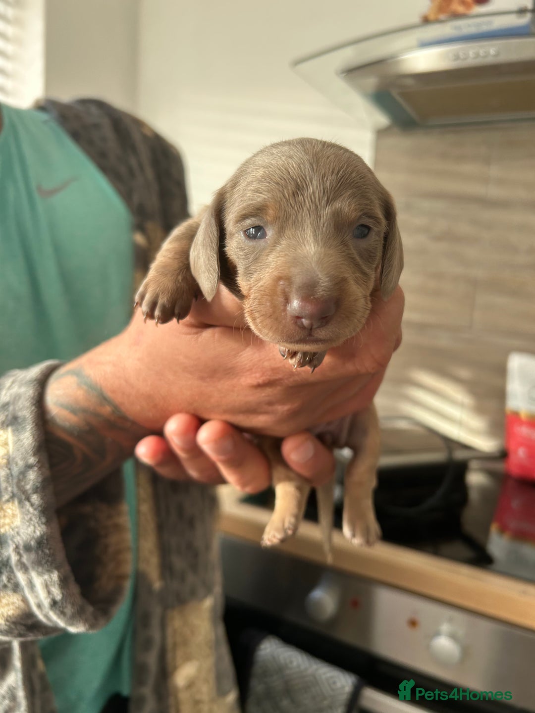 Dachshund dogs for sale: Isabelle and tan dachshund pups  - Image 1