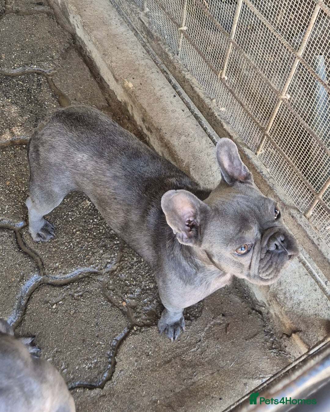 French Bulldog dogs for sale: French Bulldog Puppies–4 Girls & 2 Boys READY NOW  in Walton-on-Thames - Image 5