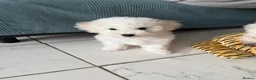 Bichon Frise dogs for sale: Bichon frise  - Advert 5
