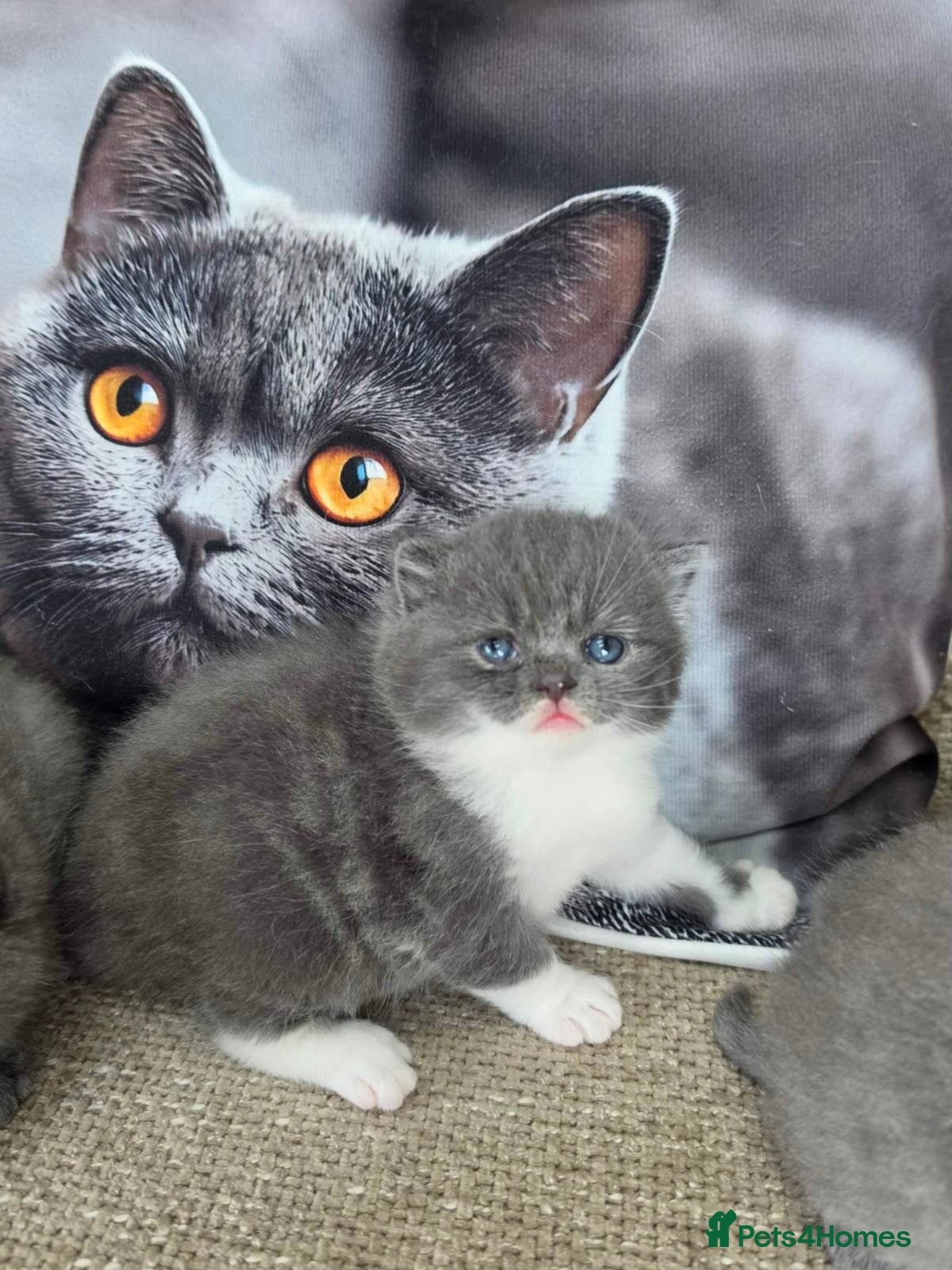 British Shorthair cats British shorthair  - Advert 1