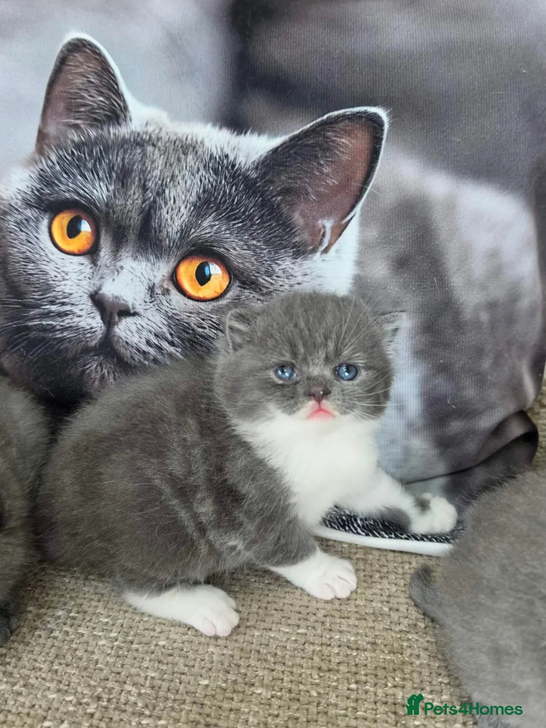 British Shorthair cats for sale: British shorthair  - Advert 1