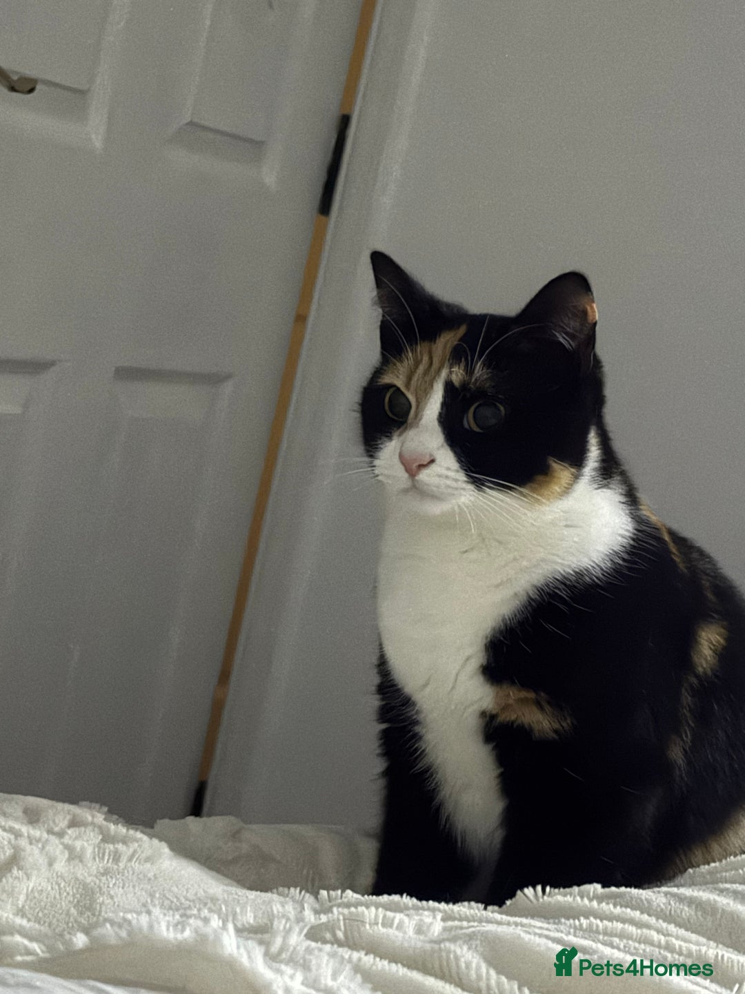 Domestic Shorthair cats for sale: Peanut female cat - Advert 2