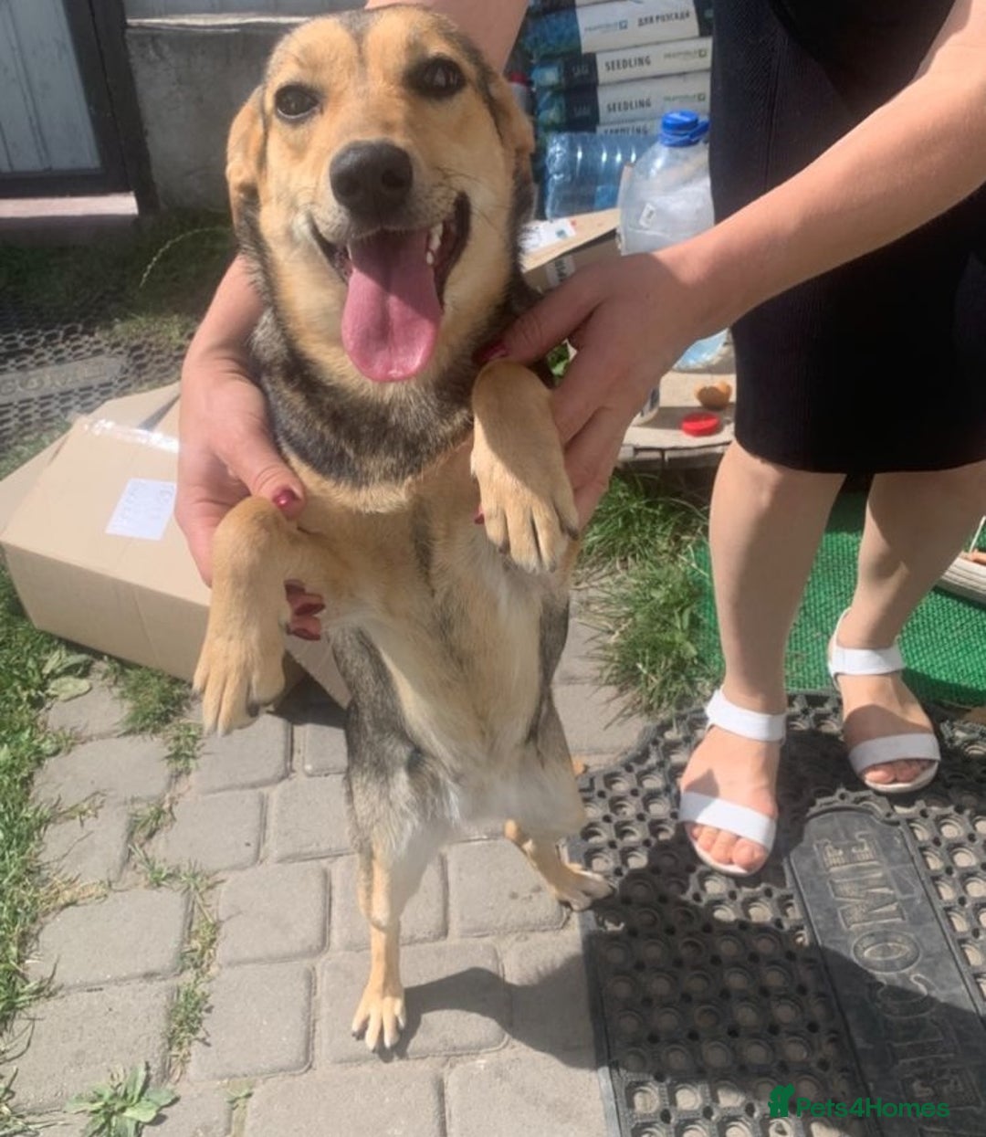 Mixed Breed dogs for adoption: 💖🐶 LOLLY 🐶💖 - Image 4