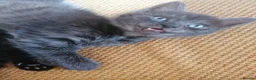 Domestic Shorthair cats for sale: 3 adorable kittens for sale  - Advert 3