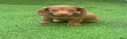 Miniature Dachshund dogs for sale: Beautiful long hair miniature dachshunds ready  - Advert 3