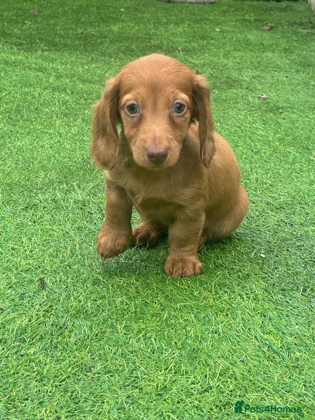 Miniature Dachshund dogs for sale: Beautiful long hair miniature dachshunds ready  - Advert 3