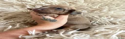 Miniature Dachshund dogs for sale: Beautiful KC Registered Miniature Dachshund Pups  - Advert 6