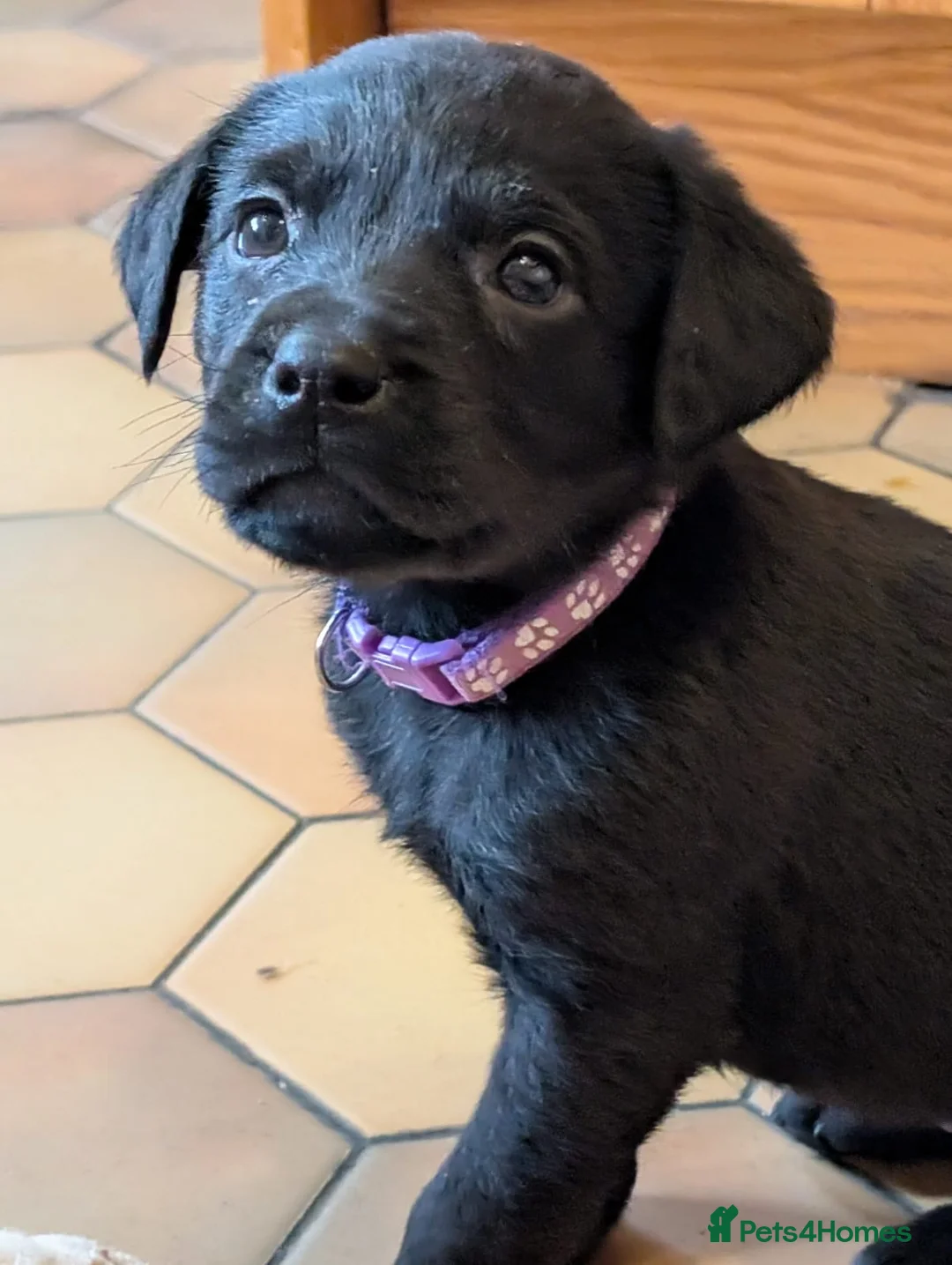 Mixed Breed dogs for sale: Labrador x Rottweiler (Rottador) - Advert 8