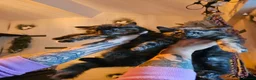 Mixed Breed cats for sale: Maine Coon Cross Kittens available  - Advert 11