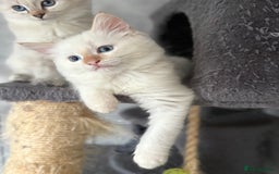 Ragdoll cats for sale: Adorable 2 male kittens, Ragdoll dad, mum Siamese - Image 6
