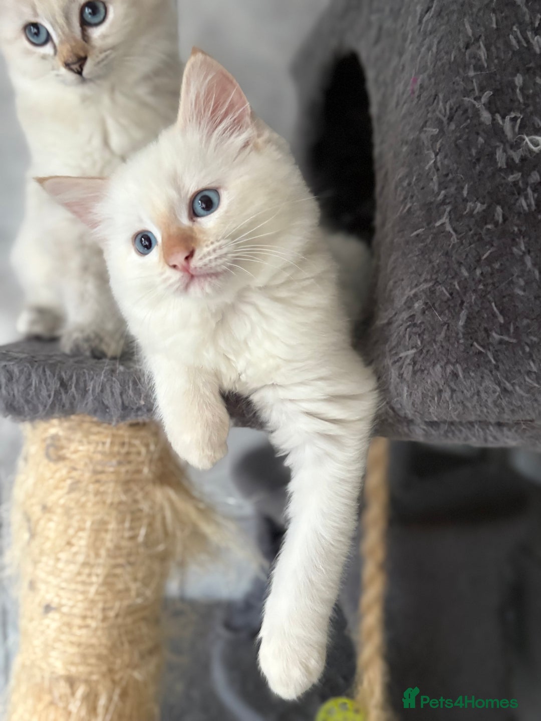 Ragdoll cats for sale: Adorable 2 male kittens, Ragdoll dad, mum Siamese - Image 6