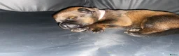Mixed Breed dogs for sale: 🐾 Rottweiler x Belgian Malinois Puppies  - Advert 2