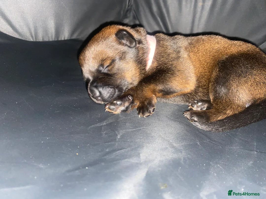 Mixed Breed dogs for sale: 🐾 Rottweiler x Belgian Malinois Puppies  - Advert 2