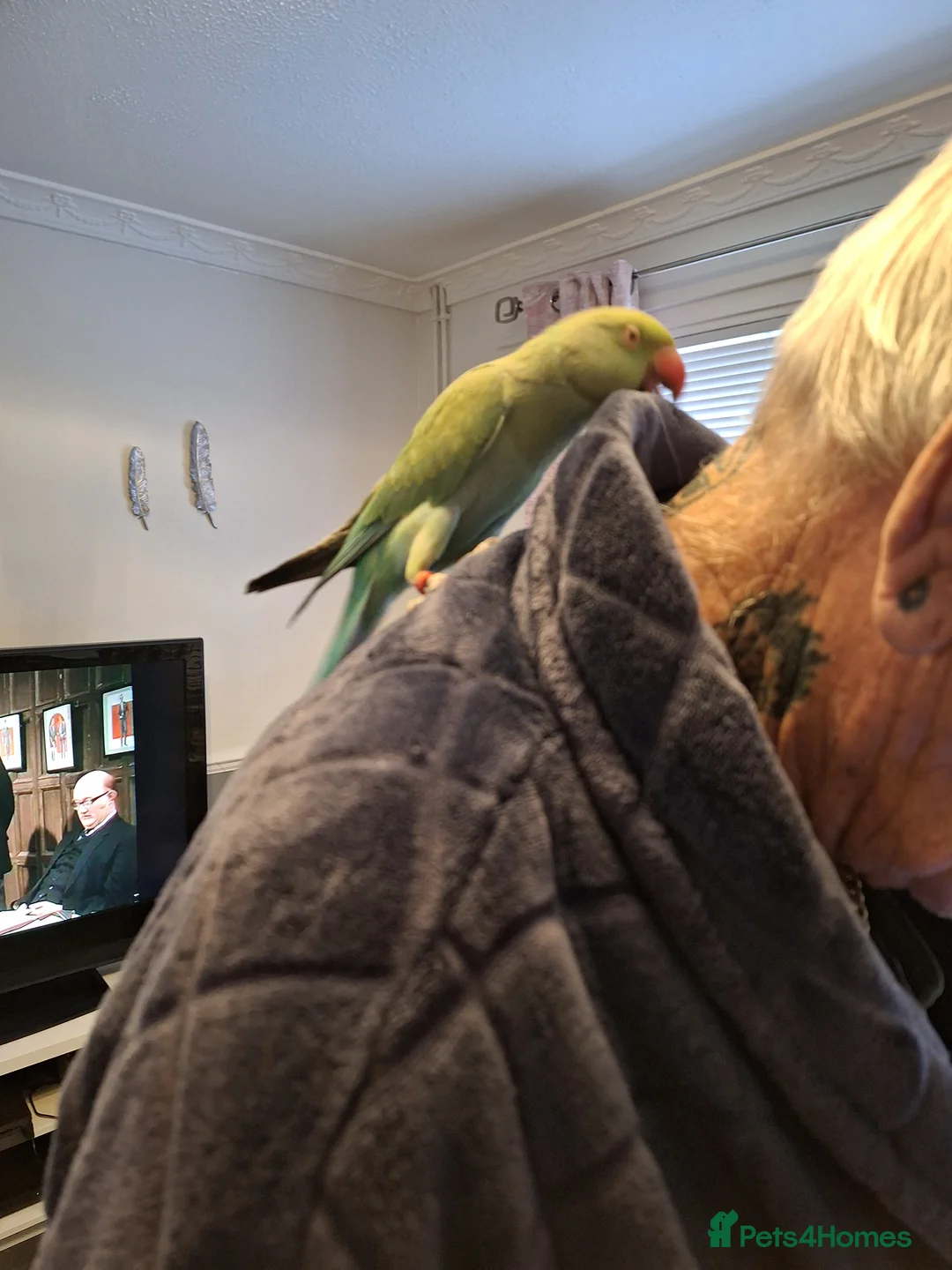 Ringnecks birds for sale: Indian ringneck - Advert 4