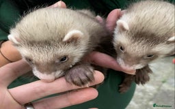 Ferret rodents for sale: Bonded brothers  - Image 3