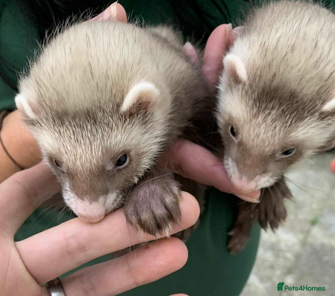 Ferret rodents for sale: Bonded brothers  - Image 3