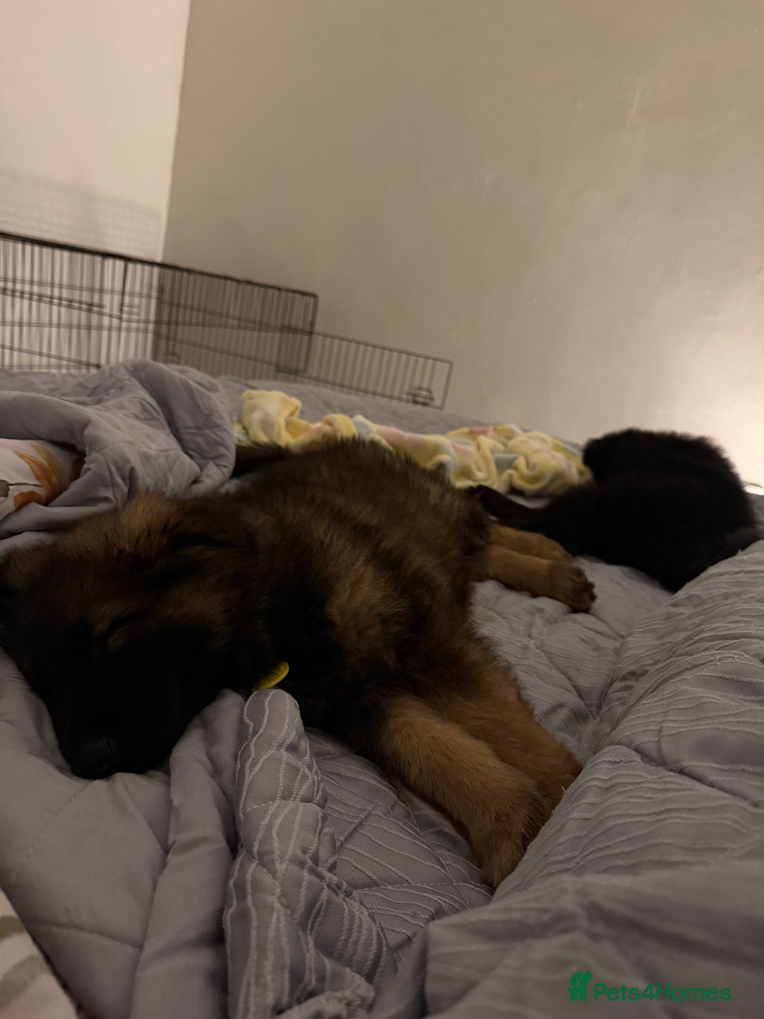 German Shepherd dogs for sale: 2 German Shepard puppies  - Image 7