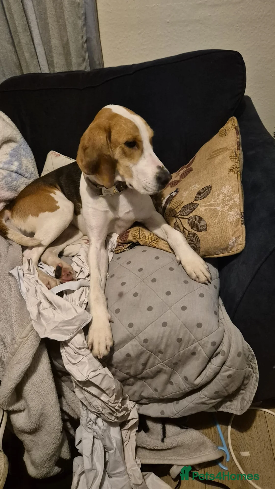 Foxhound dogs for sale: Home for fox hound  - Advert 1