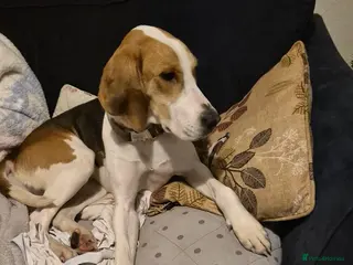 Foxhound dogs Home for fox hound - Advert 1