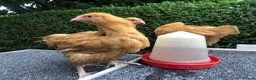 Chickens poultry for sale: Orpington Pullets and Cockerels Various Ages  - Advert 8