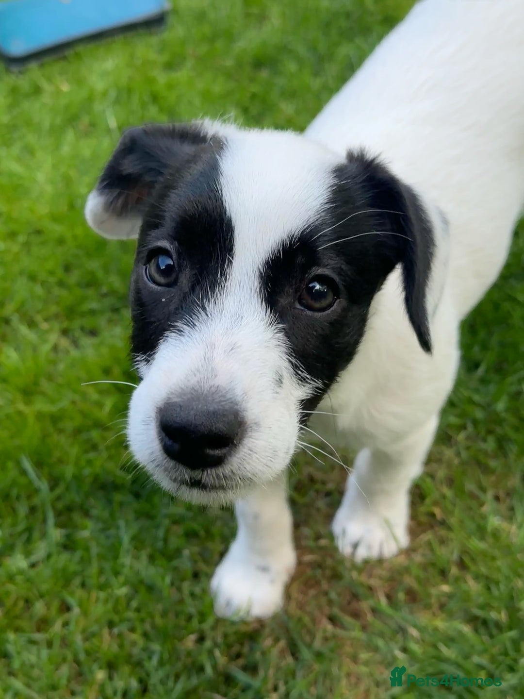 Patterjack dogs for sale:  🐾 Patterdale x Jack Russell Puppies 🐾 - Image 6