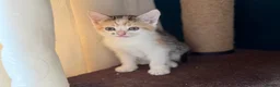 Domestic Shorthair cats for sale: Cute little fluffy kittens for sale  in Birmingham - Advert 8
