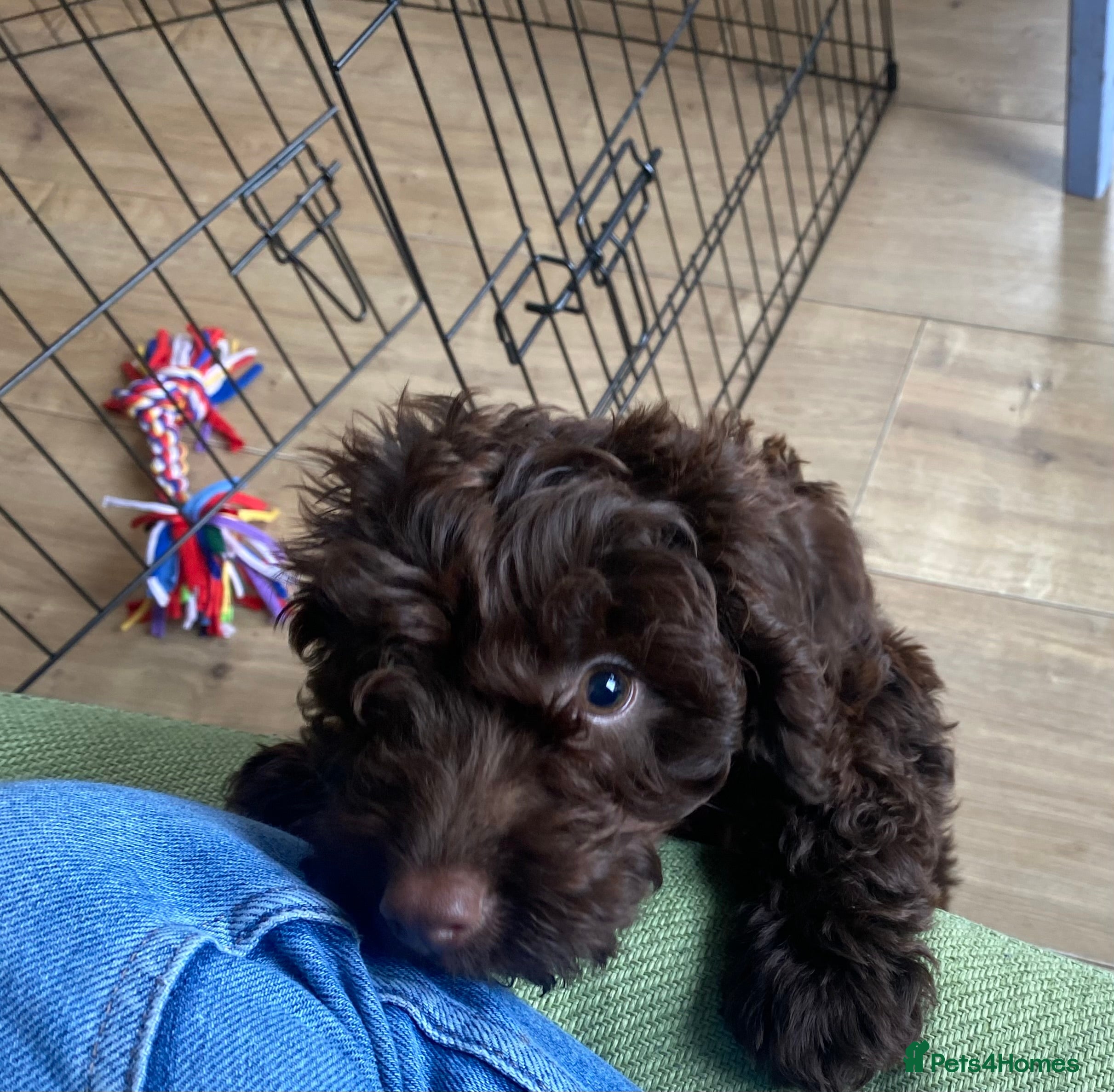 Cockapoo dogs Beautiful Cockapoo Puppy - Female - Advert 1