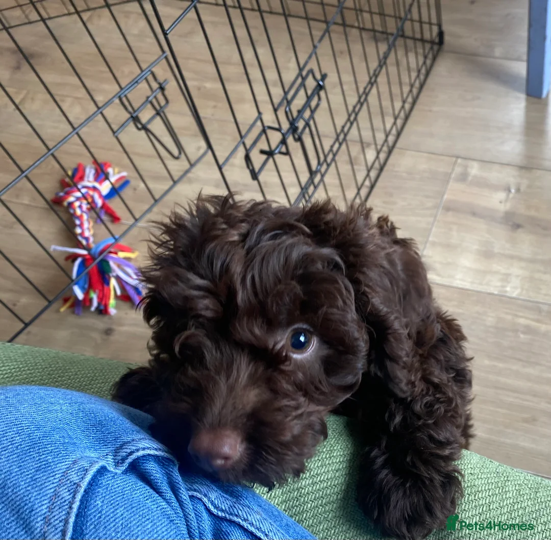 Cockapoo dogs for sale: F1 Cockapoo Puppy - Female - Advert 1